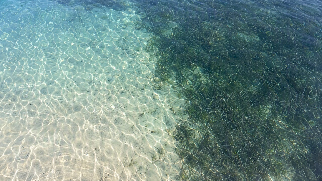 Sandy seabed beside a dark seagrass bed